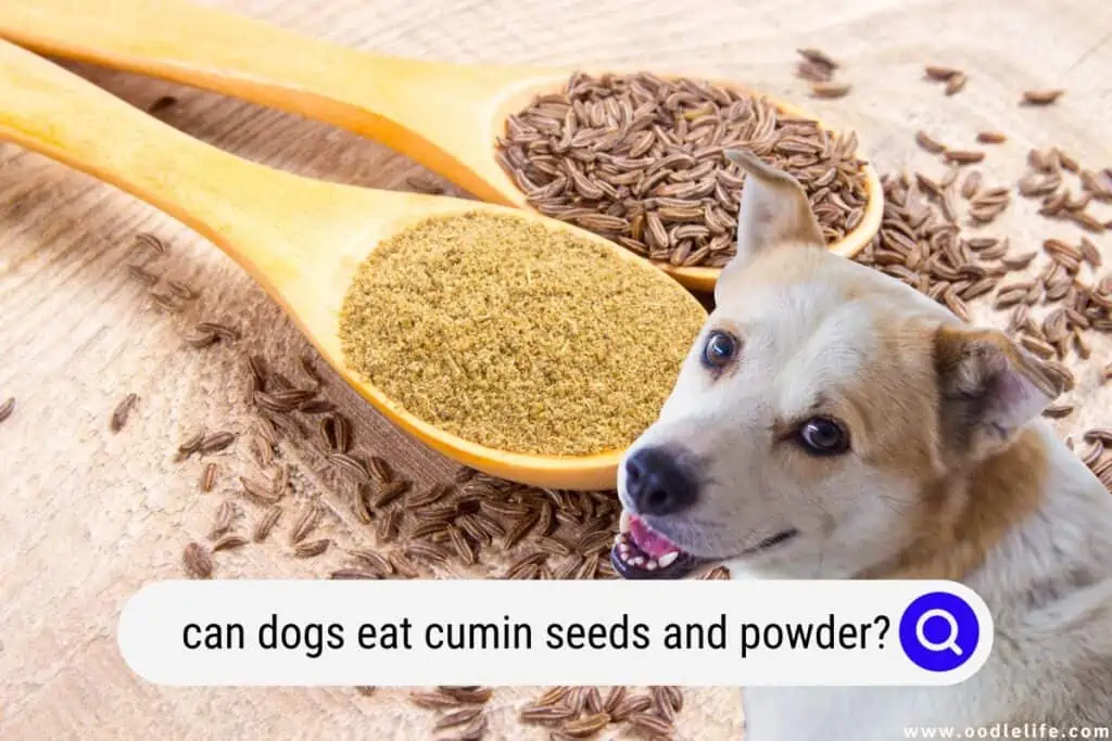 can dogs eat cumin