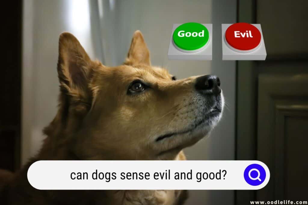 can dogs sense evil