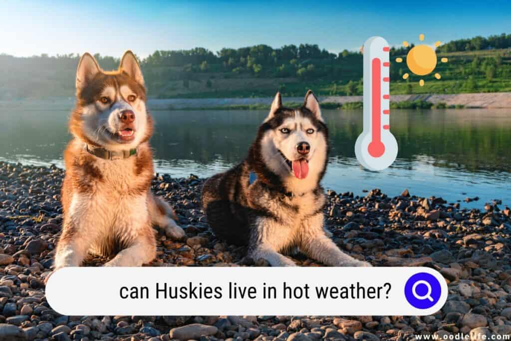 can Huskies live in hot weather