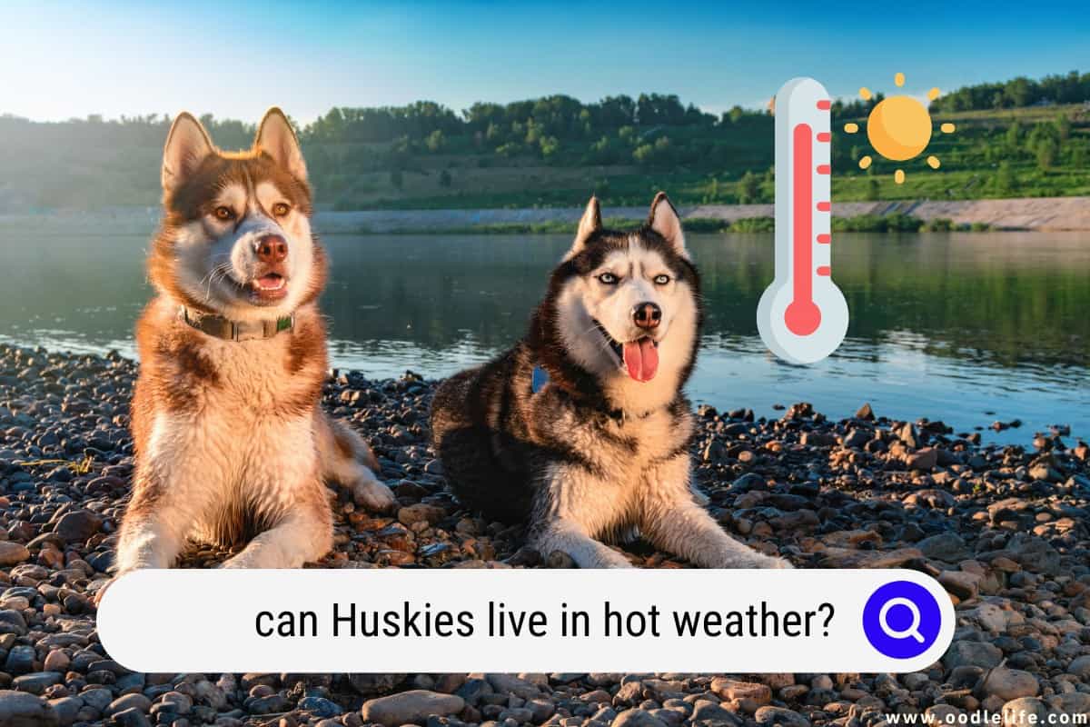 how long can huskies be in the heat
