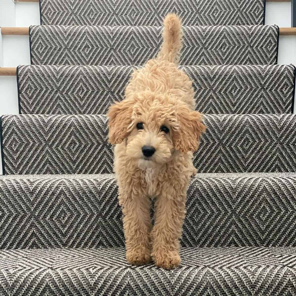 careful Goldendoodle going downstairs