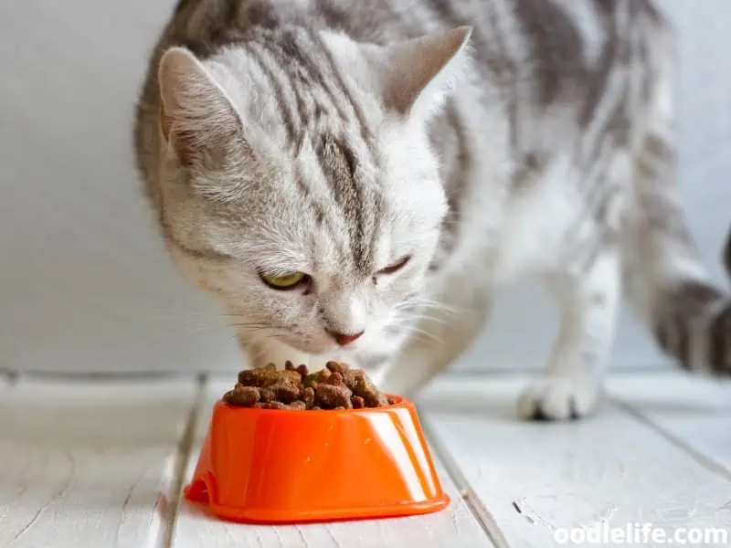 cat feeds on her orange bowl