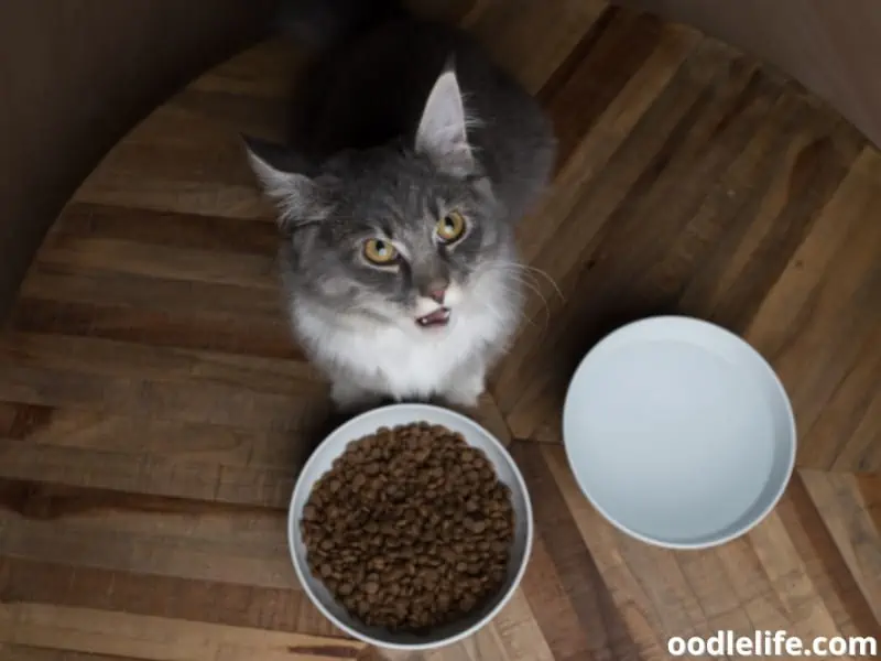 cat feeds on table