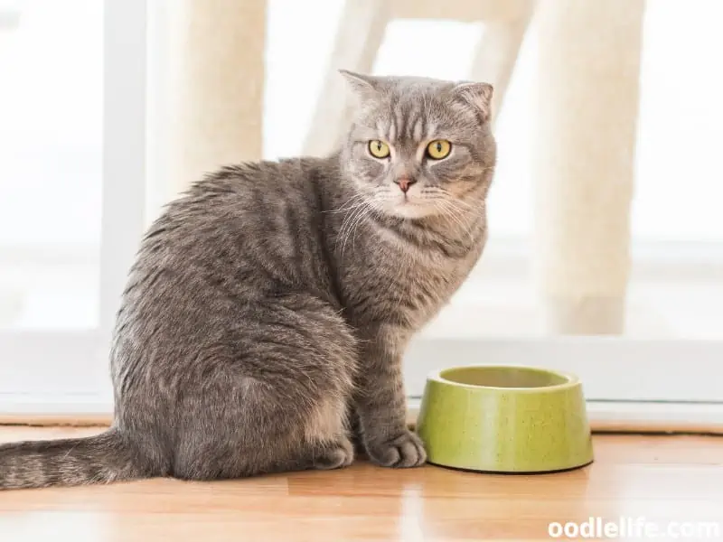 cat with her bowl