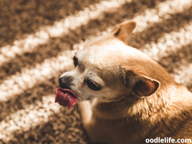 Chihuahua lays on the carpet and licks lips