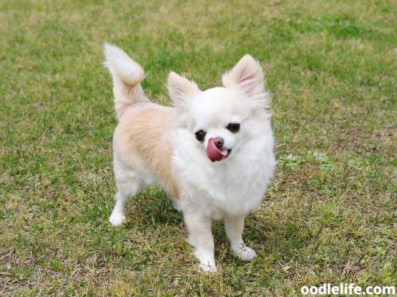 Chihuahua licks its nose