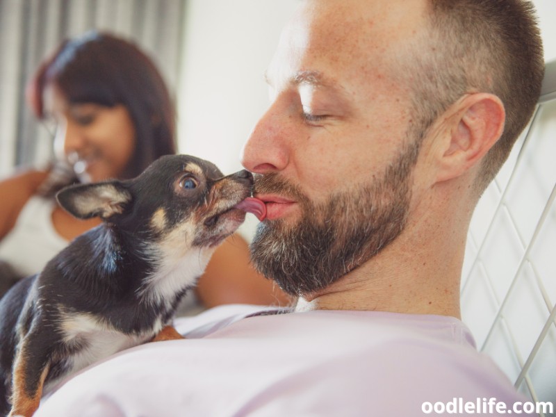 Chihuahua licks owner's face