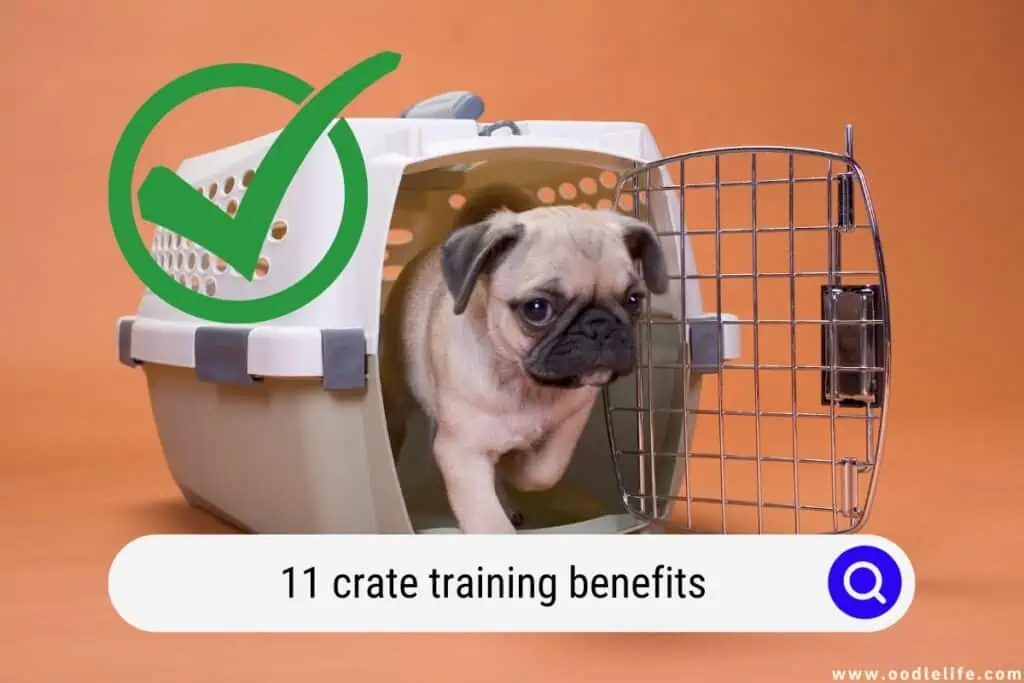 crate training benefits