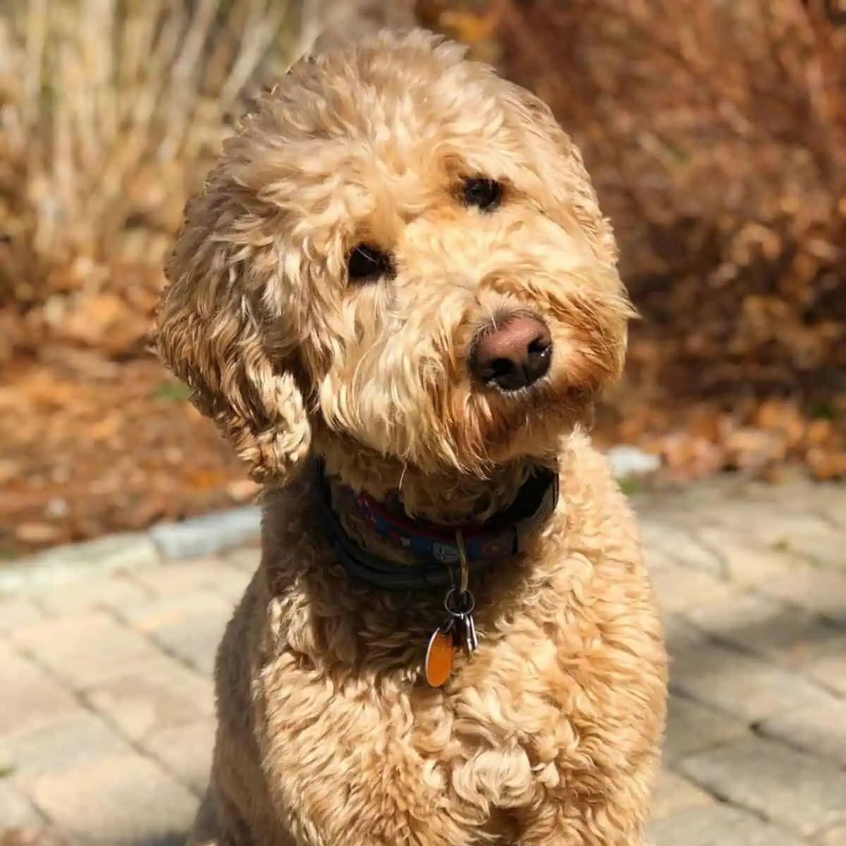 curious Goldendoodle looking somewhere afar