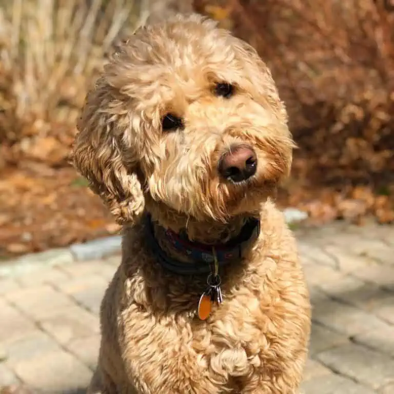 The 7 Best Shampoo for Goldendoodles (2025 Update)