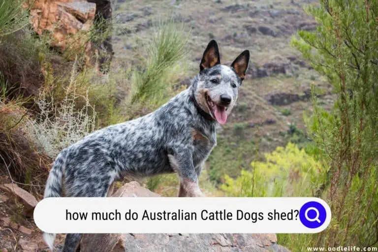 How Much Do Australian Cattle Dogs Shed?