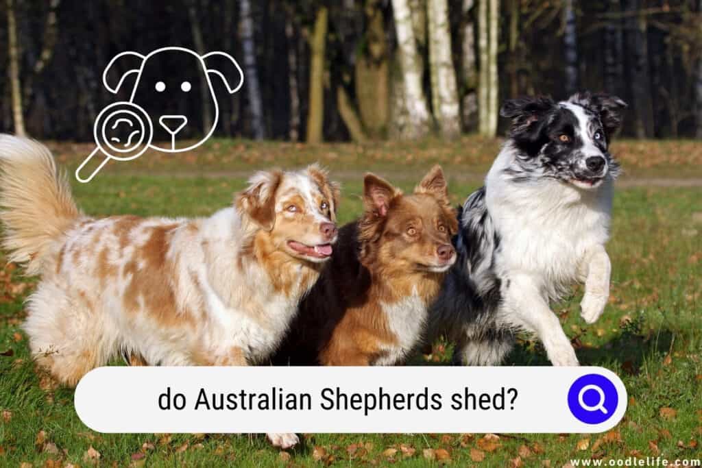 do Australian Shepherds shed