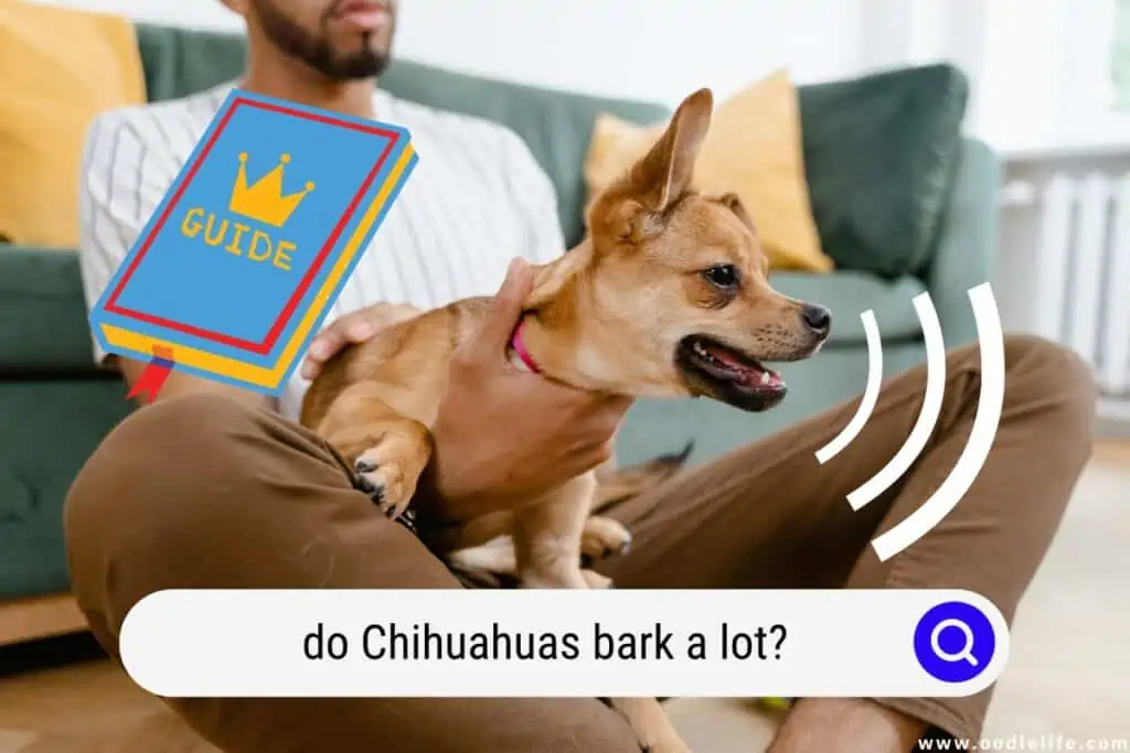 do Chihuahuas bark a lot