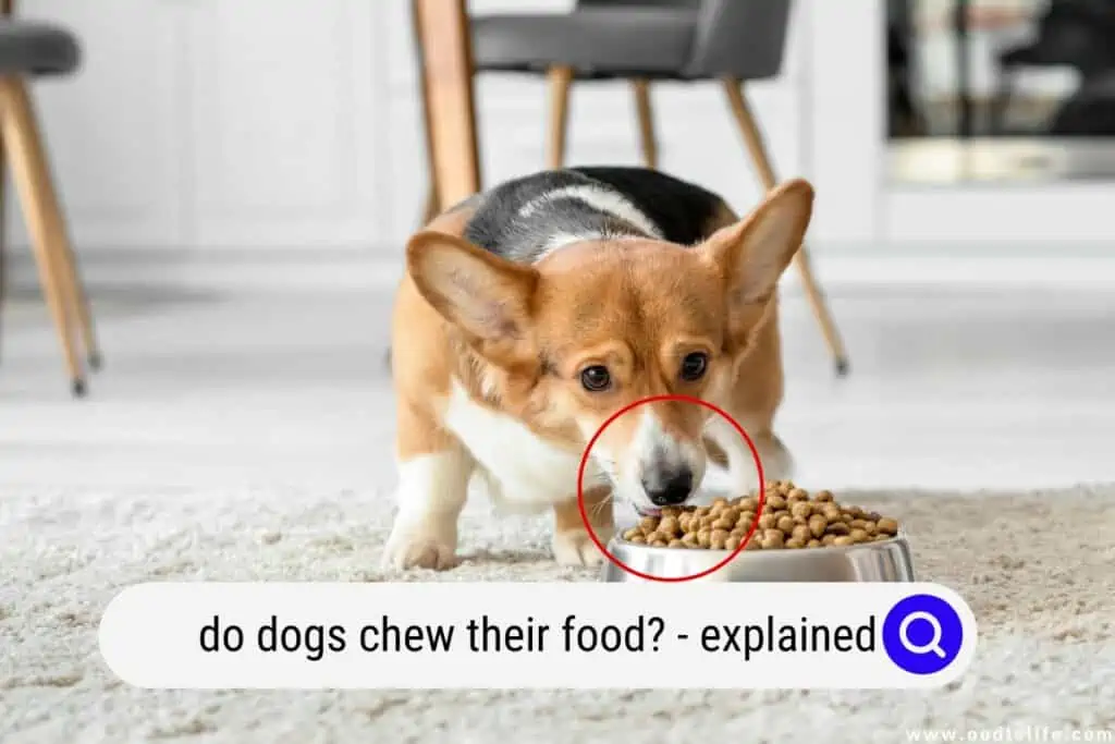 do dogs chew their food