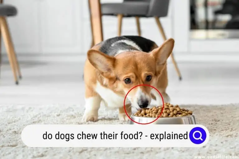 Do Dogs Chew Their Food? (Explained)