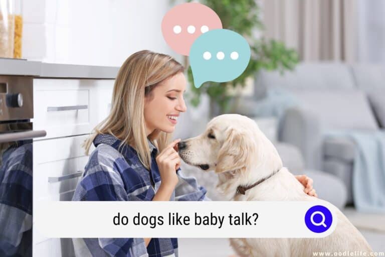 Do Dogs LIKE Baby Talk? (We all do it…)