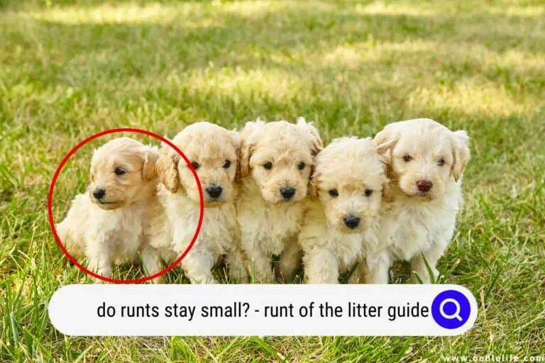 Do Runts Stay Small? (Runt of the Litter Guide)