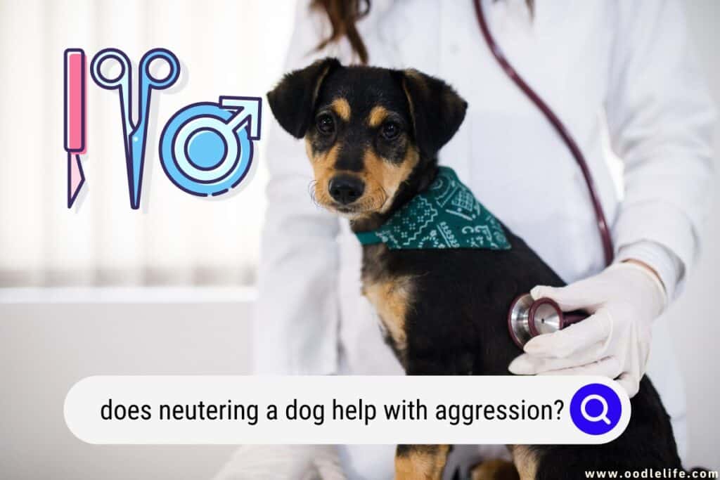 Does Neutering Dogs Help With Aggression