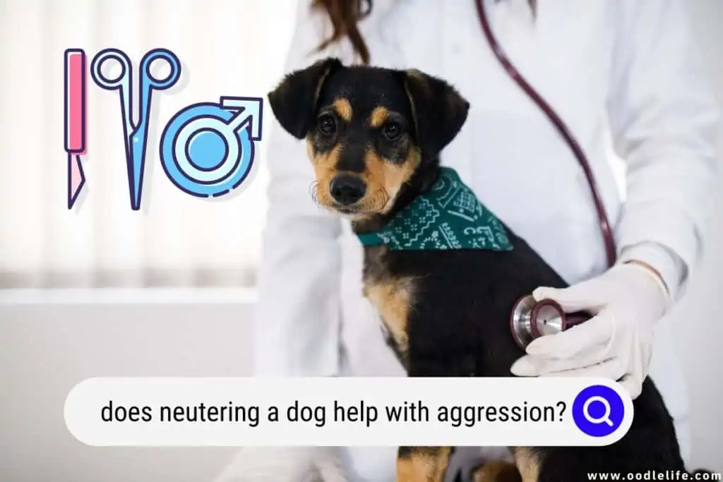 does neutering a dog help with aggression