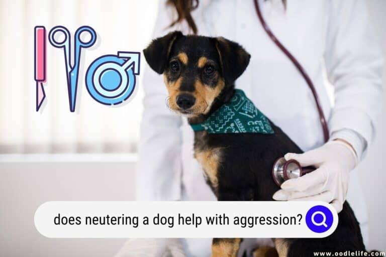 Does Neutering a Dog Help With Aggression?  