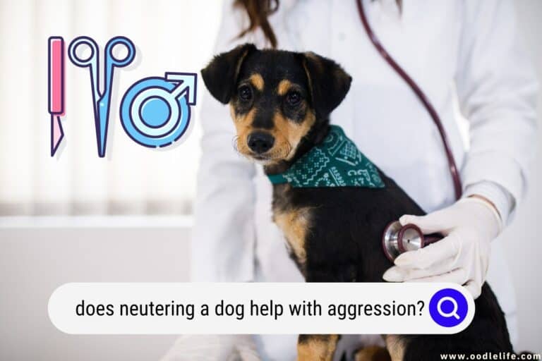 Does Neutering a Dog Help With Aggression?&nbsp;&nbsp;