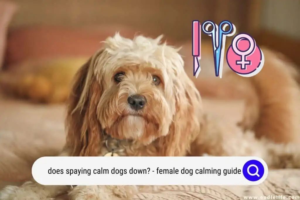 does spaying calm dogs down