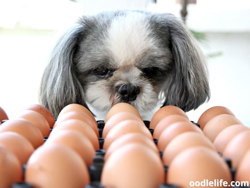 dog and a tray of eggs
