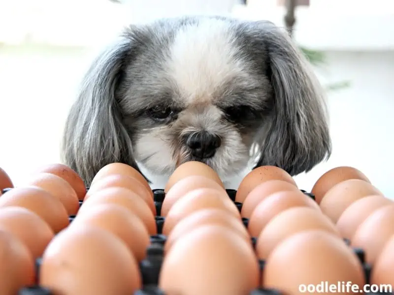 dog and a tray of eggs