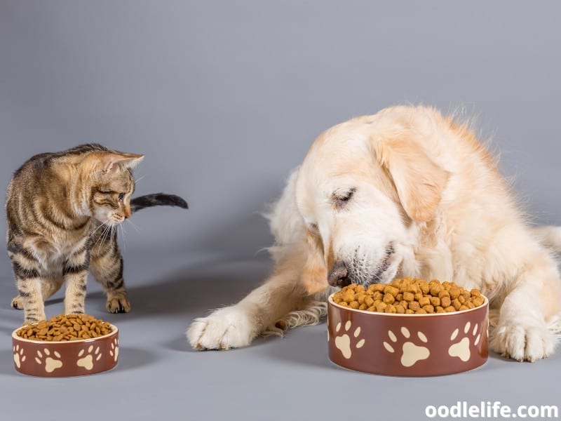 dog and cat eat together