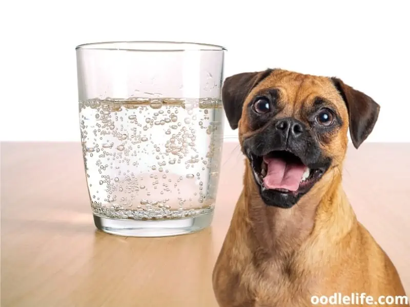 dog and sparkling water