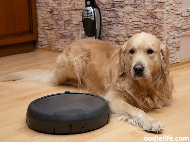 dog beside a robot vacuum cleaner