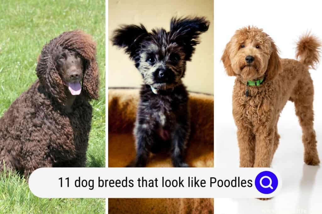 dog breeds that look like Poodles