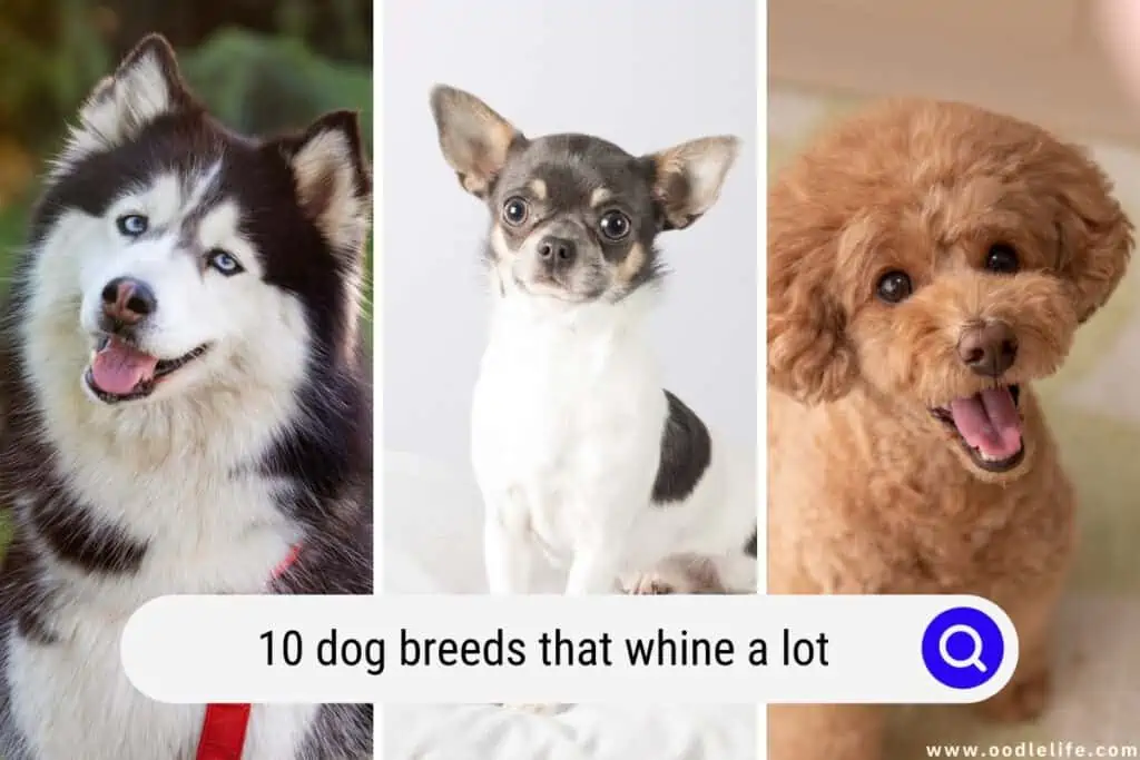 dog breeds that whine a lot