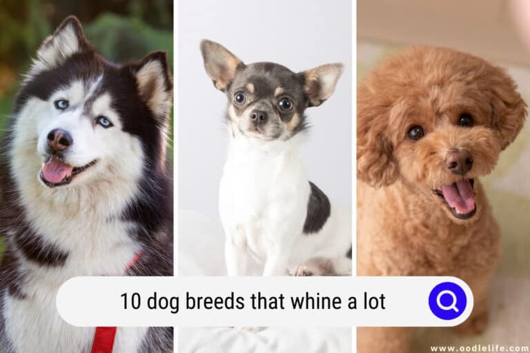 10 Dog Breeds That Whine a Lot (Photos)