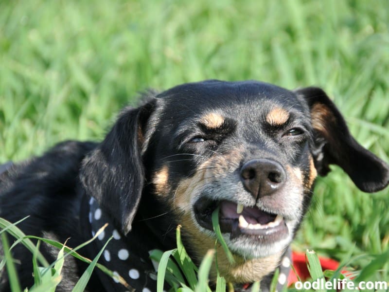 dog chews on grass