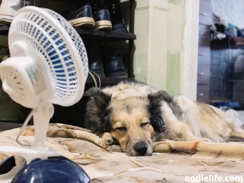 dog comfortably sleeping on the floor