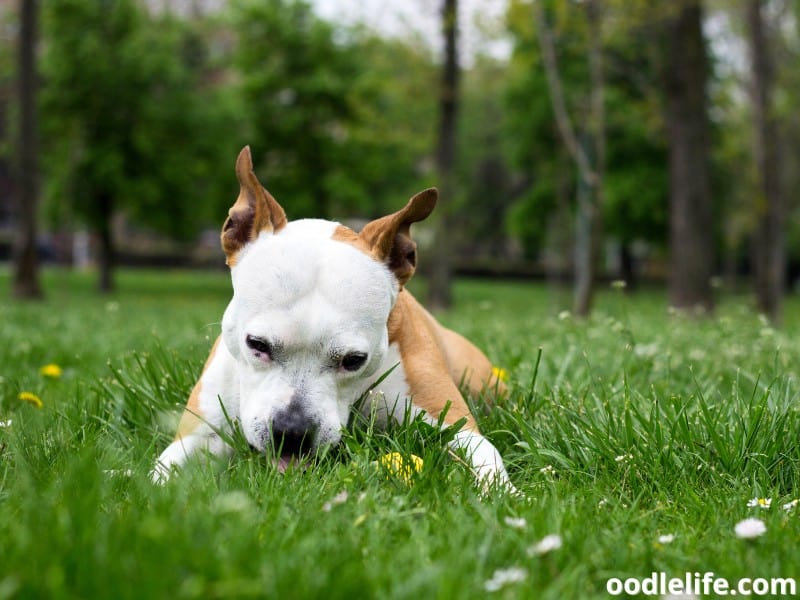 dog eats grass at the park