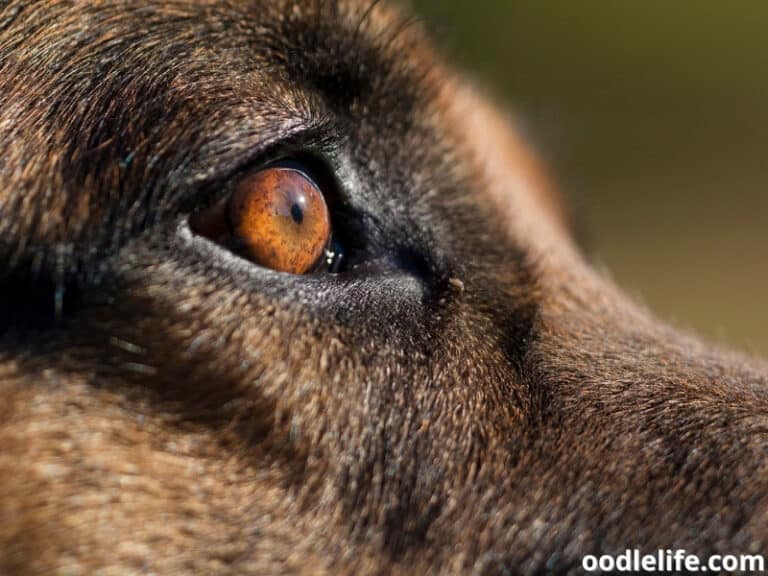 How To Soften Dog Eye Boogers? Easiest Ways Oodle Life