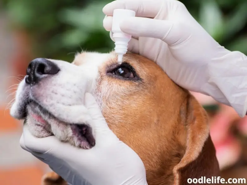 dog eye drops treatment