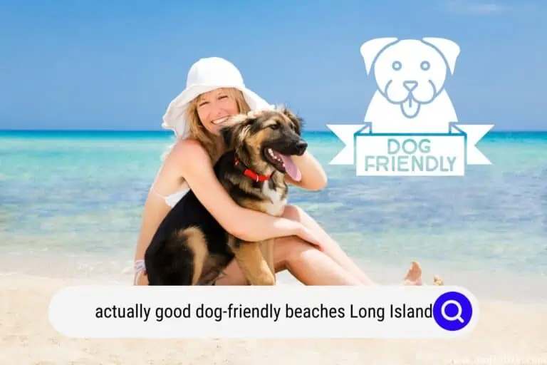 Actually Good Dog-Friendly Beaches Long Island (2023 Update)