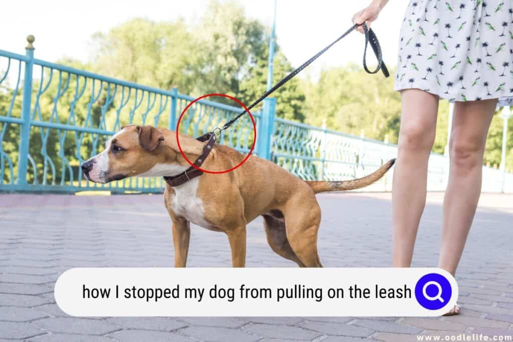 dog from pulling on the leash