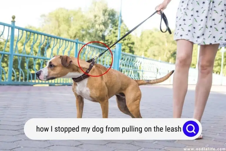 How I Stopped My Dog From Pulling on the Leash