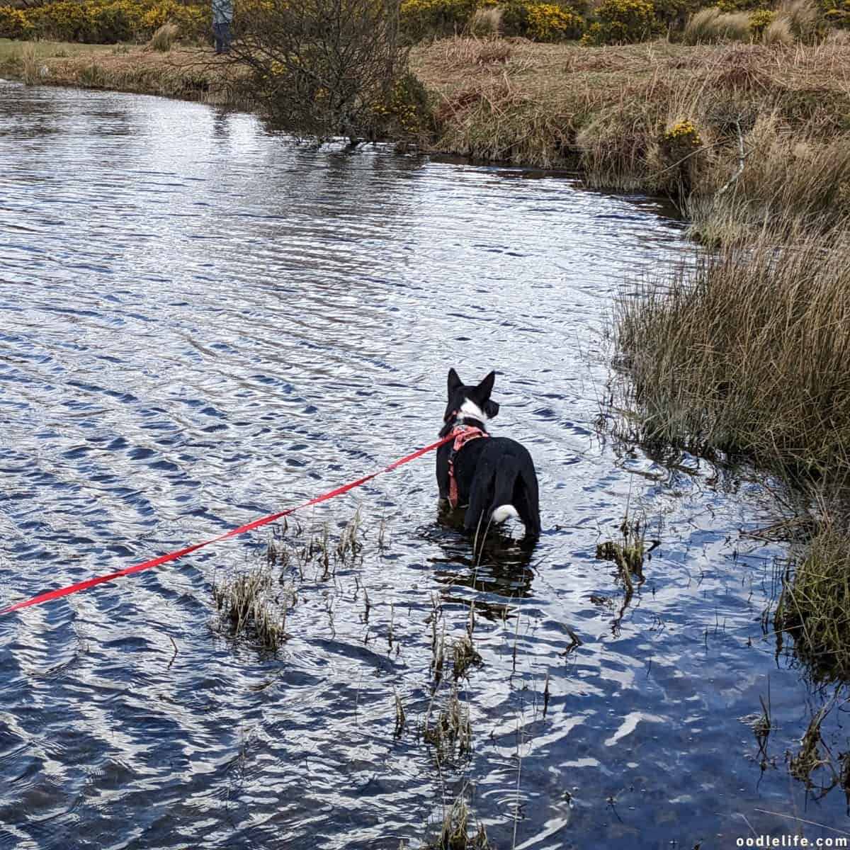 dog in shallow water