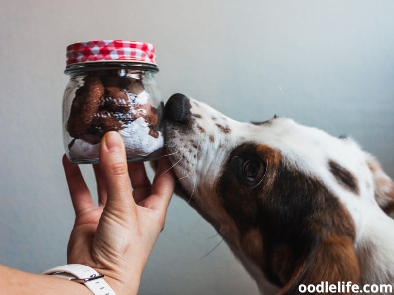 dog licks jar with cookie treats