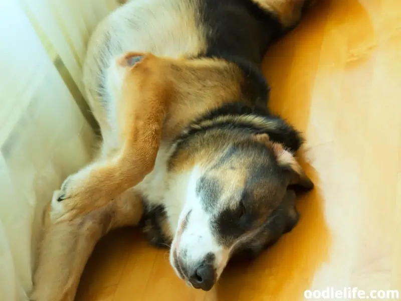 dog sleeps on the floor