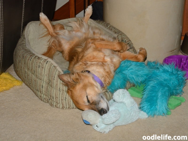 dog sleeps with toys