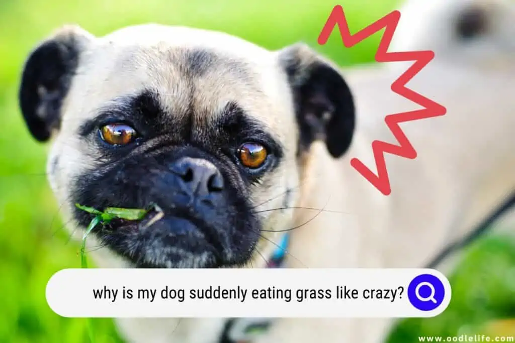 dog suddenly eating grass like crazy