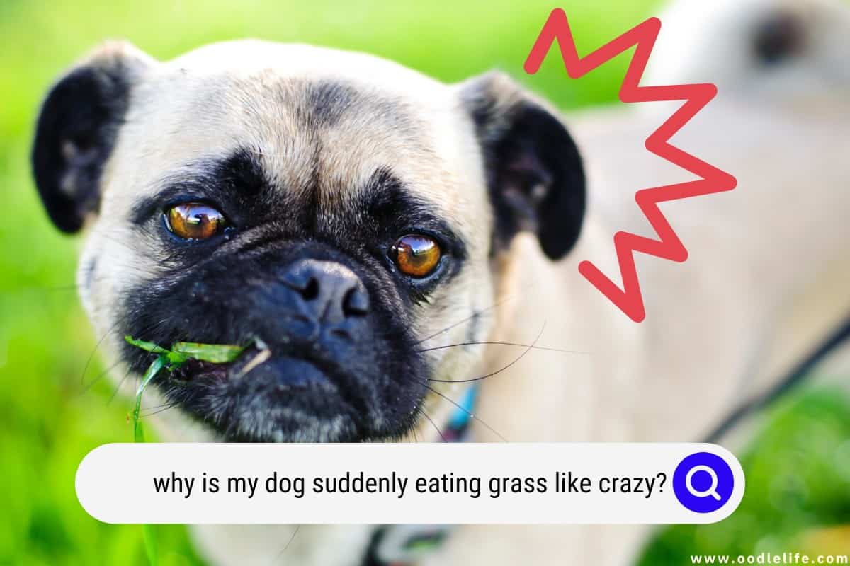 Why Is My Dog Suddenly Eating Grass Like Crazy Oodle Life