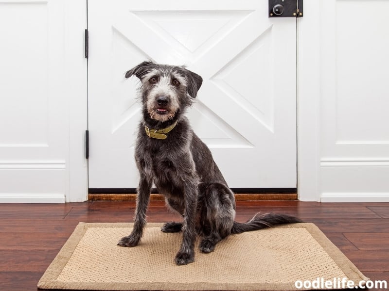 5 Best Dog Doormat Choices In 2023 Oodle Life