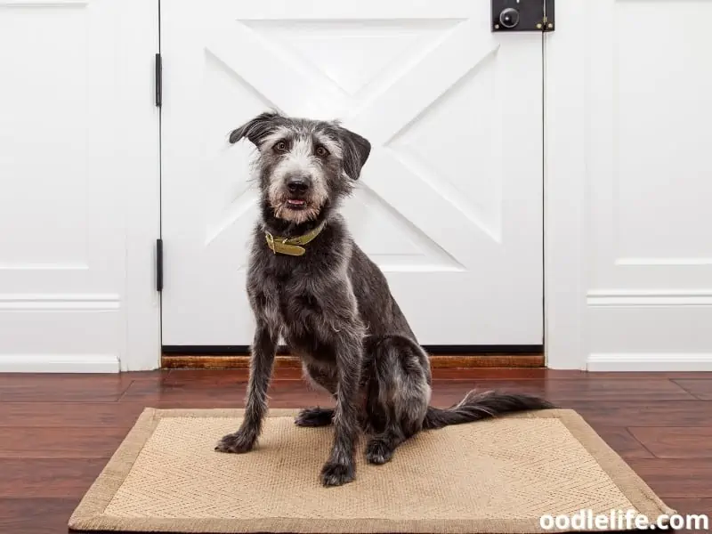 dog waits at door
